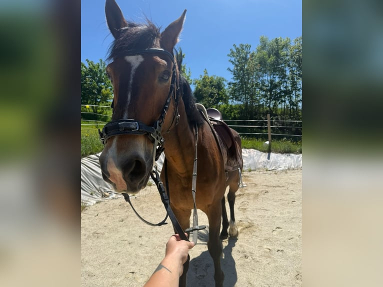 Edelbluthaflinger Gelding 4 years 14,1 hh Chestnut-Red in Waxenberg
