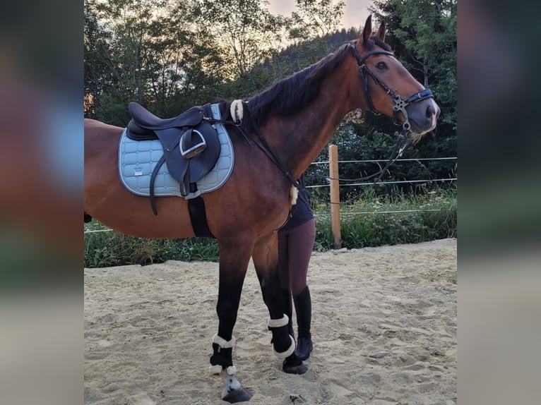 Edelbluthaflinger Gelding 4 years 14,1 hh Chestnut-Red in Waxenberg