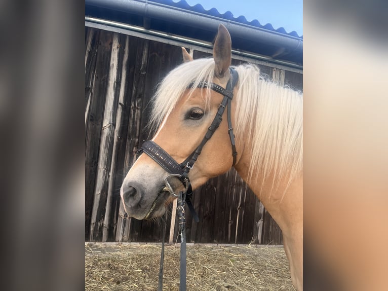 Edelbluthaflinger Gelding 4 years 14,1 hh Chestnut-Red in Waxenberg