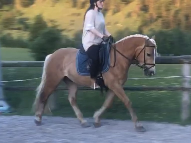 Edelbluthaflinger Gelding 4 years 15,1 hh Chestnut-Red in Bayrischzell