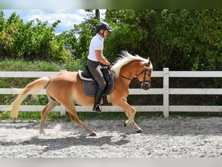 Edelbluthaflinger Gelding 5 years 14.3 hh Chestnut-Red in Seebad Bansin