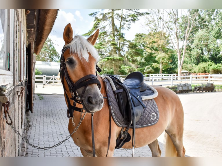 Edelbluthaflinger Gelding 5 years 14.3 hh Chestnut-Red in Seebad Bansin