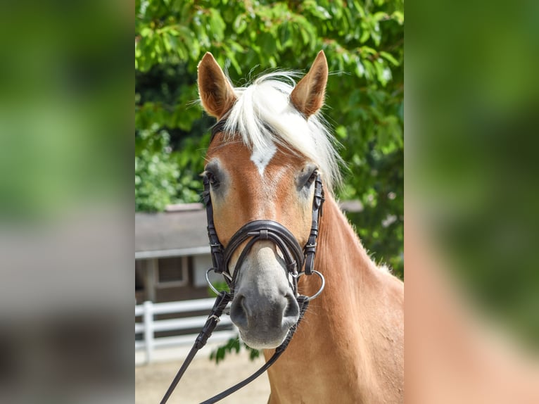 Edelbluthaflinger Gelding 5 years 14.3 hh Chestnut-Red in Seebad Bansin
