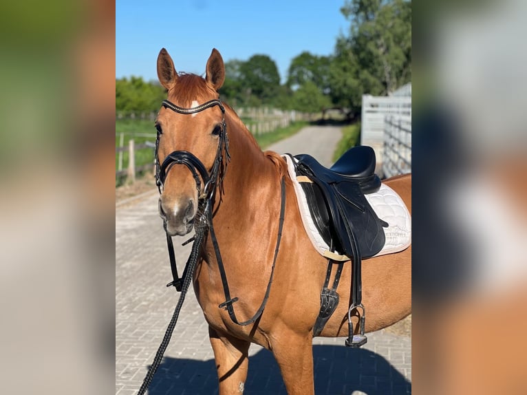 Edelbluthaflinger Gelding 5 years 14,2 hh Chestnut-Red in RC&#x9;ieste