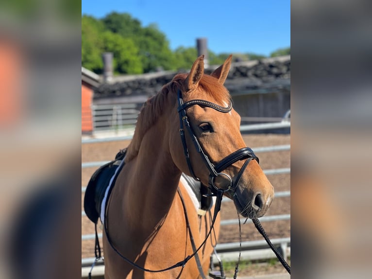 Edelbluthaflinger Gelding 5 years 14,2 hh Chestnut-Red in RC&#x9;ieste