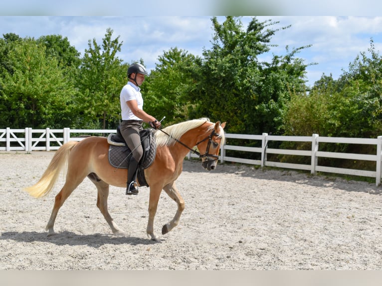 Edelbluthaflinger Gelding 5 years 14,3 hh Chestnut-Red in Seebad Bansin