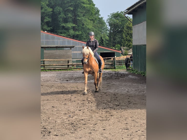 Edelbluthaflinger Gelding 6 years 14.2 hh Chestnut-Red in Hechthausen