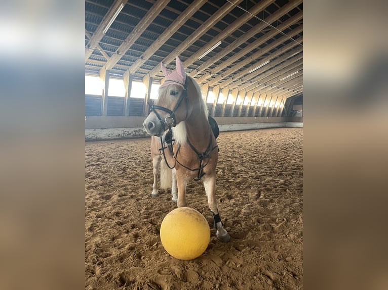 Edelbluthaflinger Gelding 6 years 14,2 hh Chestnut-Red in Dassel