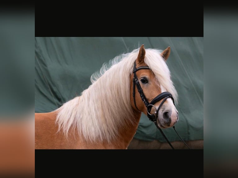 Edelbluthaflinger Gelding 6 years 14.2 hh  in Radeberg