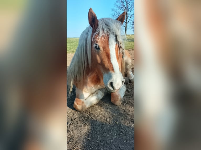Edelbluthaflinger Gelding 6 years 14.2 hh  in Radeberg