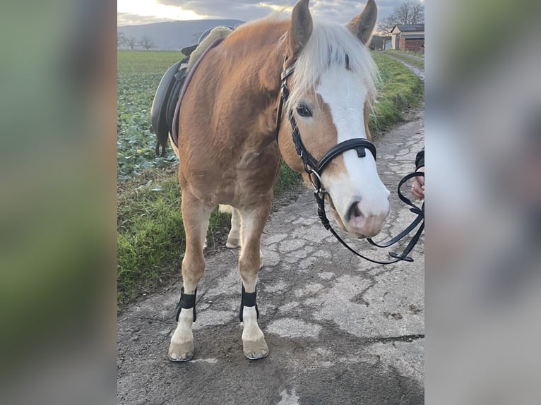 Edelbluthaflinger Gelding 7 years 14,1 hh Chestnut-Red in Berkatal