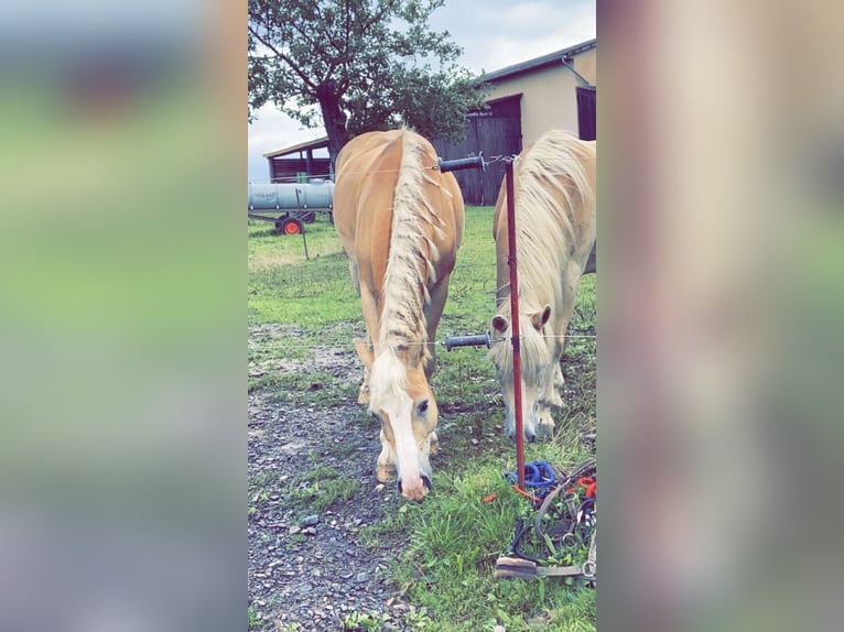 Edelbluthaflinger Gelding 7 years 14,1 hh Chestnut-Red in Berkatal