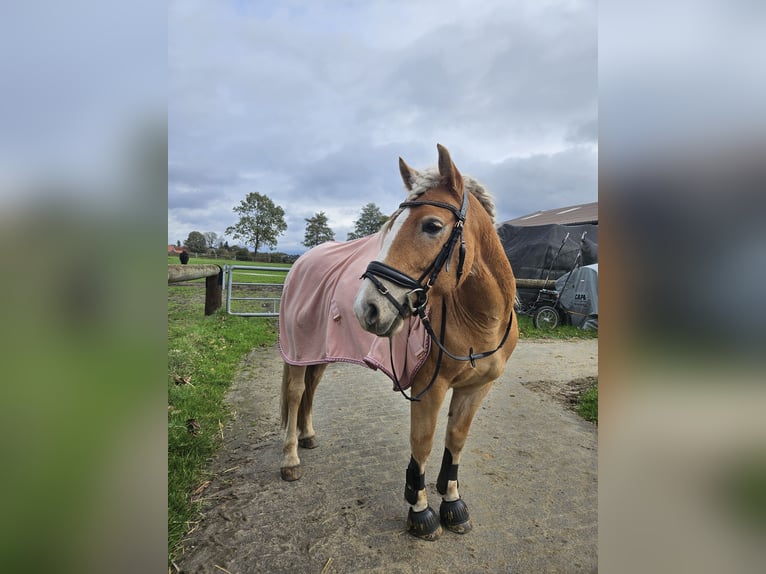 Edelbluthaflinger Gelding 7 years 14 hh Chestnut-Red in Warendorf