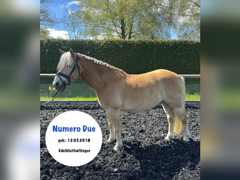 Edelbluthaflinger Gelding 8 years 13.3 hh Dun in Röhrsdorf