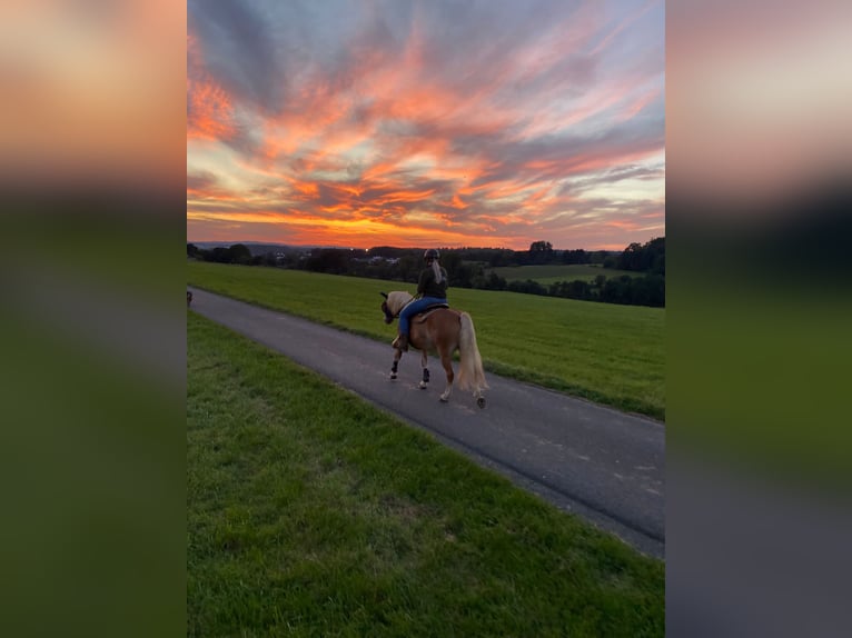 Edelbluthaflinger Gelding 8 years 14,1 hh Chestnut-Red in Kneitlingen