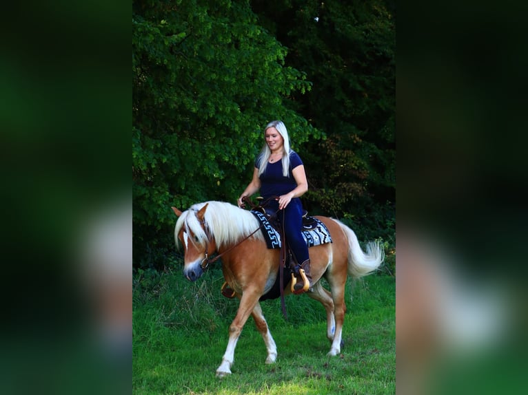 Edelbluthaflinger Gelding 8 years 14,1 hh Chestnut-Red in Kneitlingen