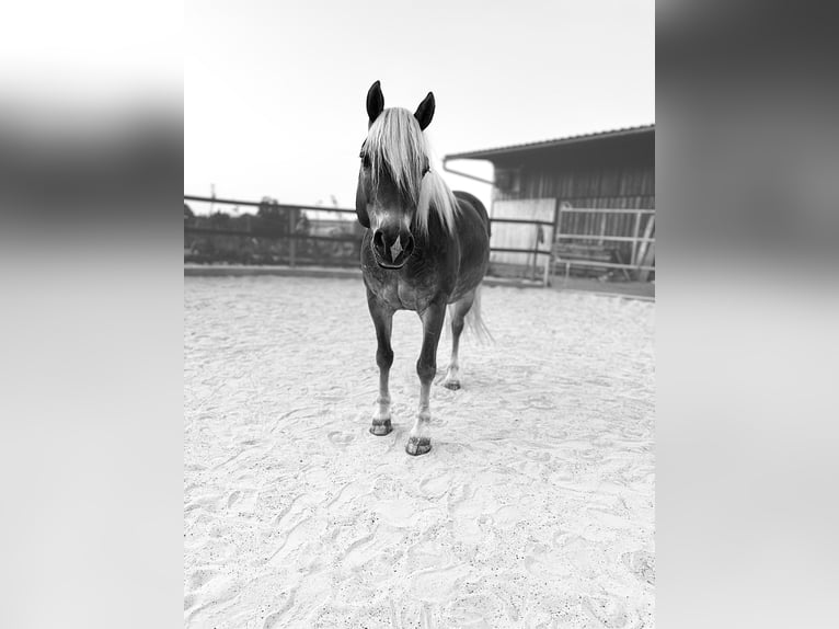 Edelbluthaflinger Gelding 8 years 14,1 hh Chestnut-Red in Kneitlingen