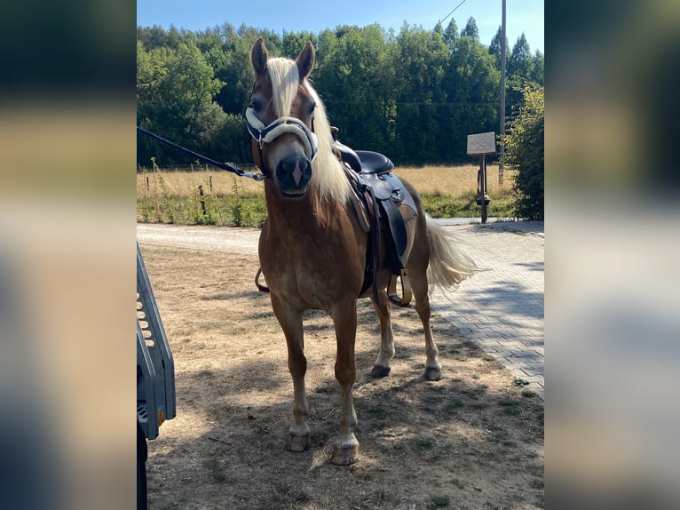 Edelbluthaflinger Gelding 8 years 14,1 hh Chestnut-Red in Kneitlingen