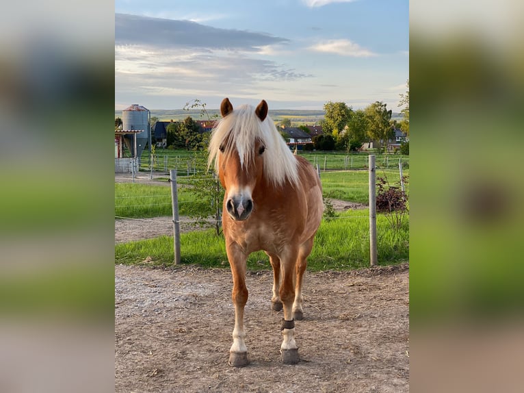 Edelbluthaflinger Gelding 8 years 14,1 hh Chestnut-Red in Kneitlingen