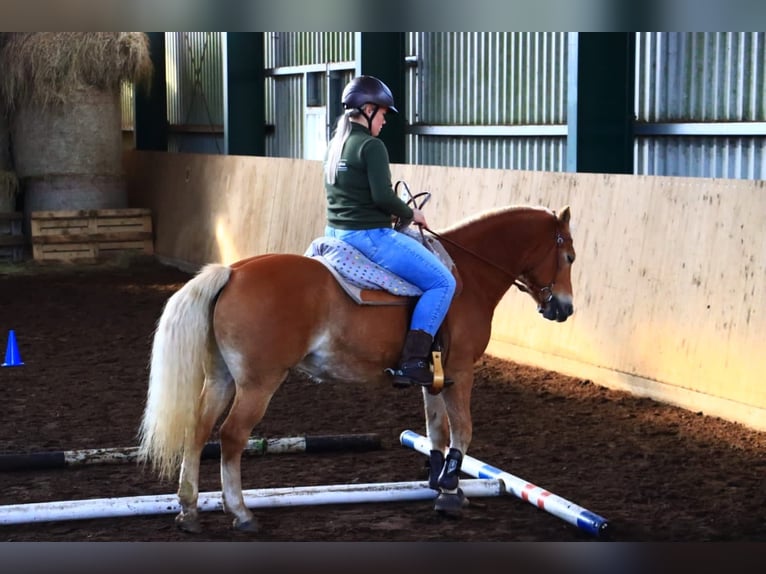 Edelbluthaflinger Gelding 8 years 14,1 hh Chestnut-Red in Kneitlingen