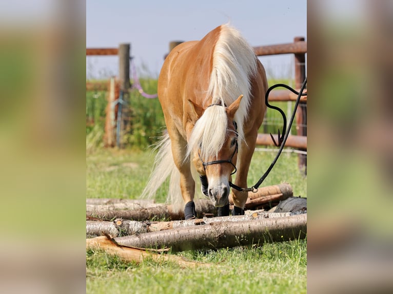 Edelbluthaflinger Gelding 8 years 14,1 hh Chestnut-Red in Kneitlingen