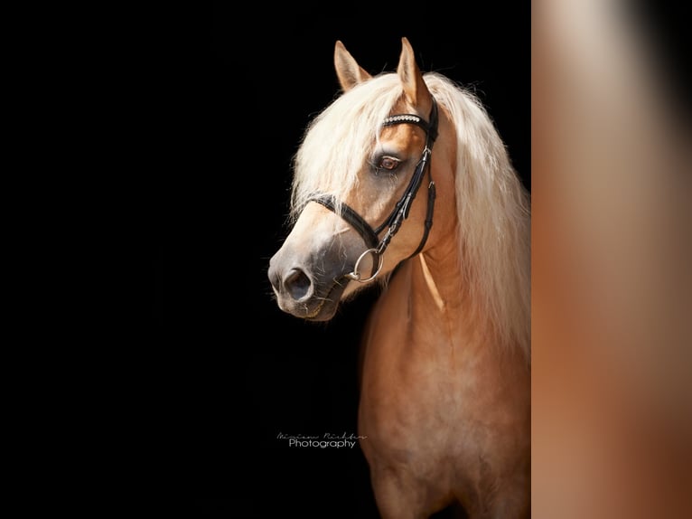 Edelbluthaflinger Gelding 8 years 14,2 hh Chestnut-Red in Leipzig