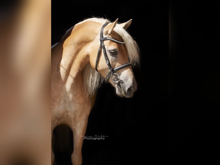Edelbluthaflinger Gelding 8 years 14,2 hh Chestnut-Red in Leipzig