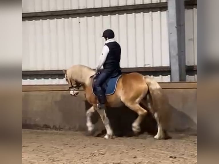 Edelbluthaflinger Gelding 8 years 14,2 hh Chestnut-Red in Rechtsupweg