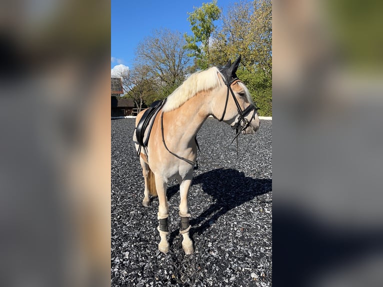 Edelbluthaflinger Gelding 8 years 14,2 hh Sorrel in Tiefenbach