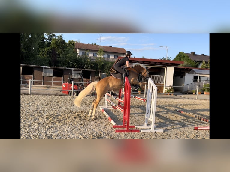 Edelbluthaflinger Gelding 8 years 14,2 hh Sorrel in Tiefenbach
