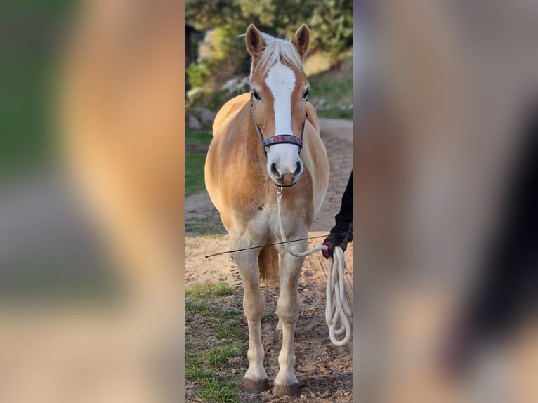 Edelbluthaflinger Gelding 8 years 15 hh Chestnut-Red in Mölln