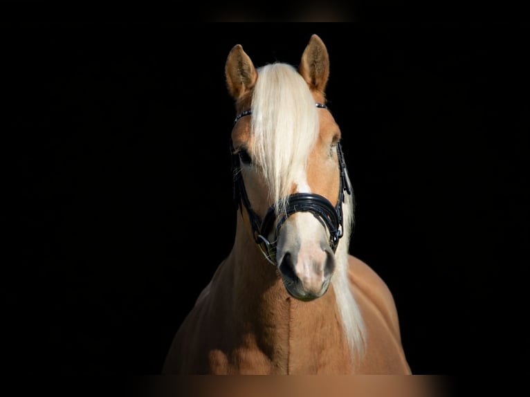 Edelbluthaflinger Gelding 9 years 14.2 hh  in Wieseth
