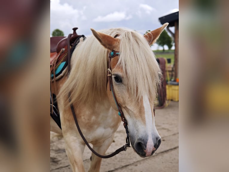 Edelbluthaflinger Gelding 9 years 14.3 hh Chestnut-Red in Sonneborn