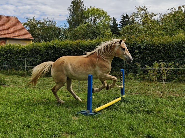 Edelbluthaflinger Gelding 9 years 14.3 hh Chestnut-Red in Sonneborn