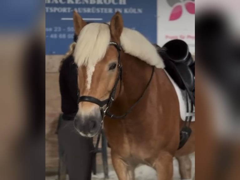 Edelbluthaflinger Gelding 9 years 14,3 hh Chestnut-Red in Bonn Edelbluthaflinger Gelding 9 years 14,3 hh Chestnut-Red in Bonn