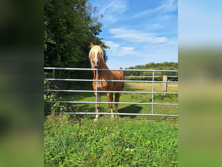 Edelbluthaflinger Gelding 9 years 14,3 hh in Hilden