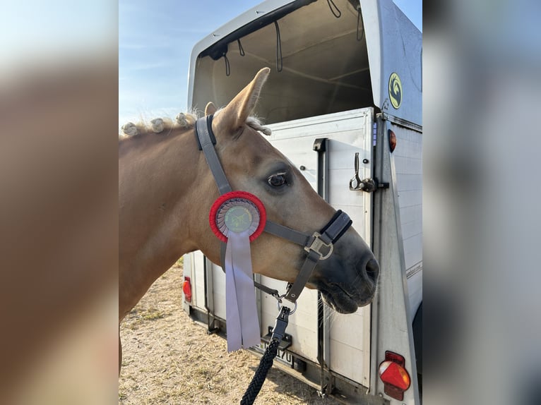 Edelbluthaflinger Giumenta 10 Anni 145 cm Sauro in Grumbach