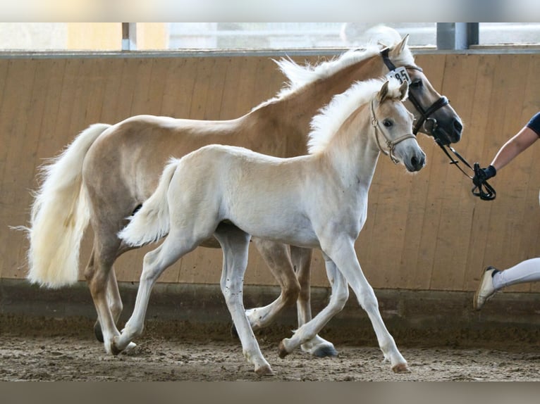 Edelbluthaflinger Giumenta 10 Anni 151 cm Sauro in Schretstaken