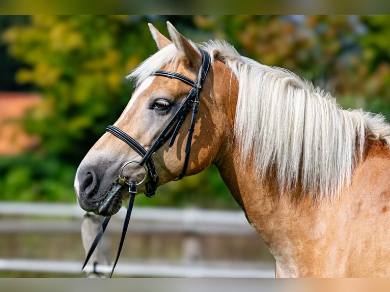 Edelbluthaflinger Giumenta 10 Anni 151 cm Sauro in Schretstaken