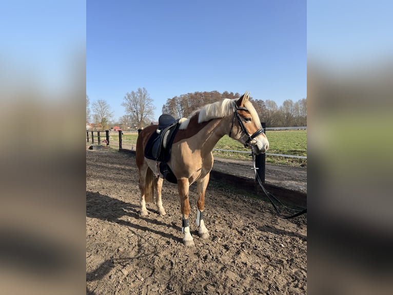 Edelbluthaflinger Giumenta 12 Anni 148 cm Sauro scuro in Wasbüttel