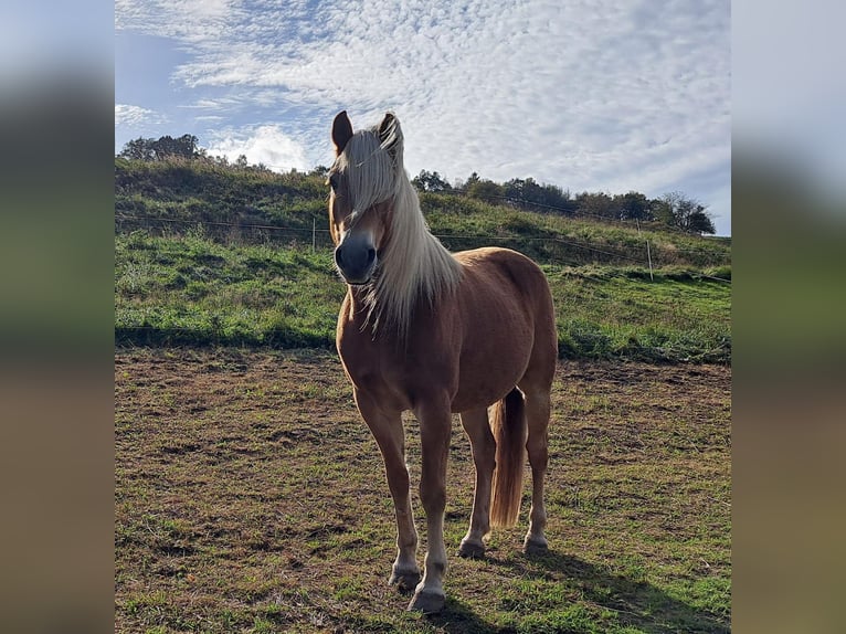 Edelbluthaflinger Giumenta 12 Anni 150 cm Sauro in Ronshausen