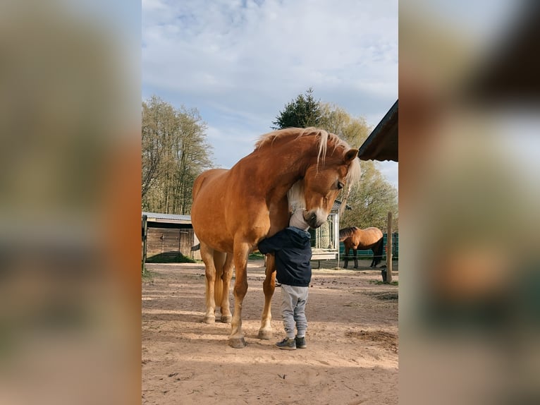 Edelbluthaflinger Giumenta 12 Anni 150 cm Sauro in Ronshausen