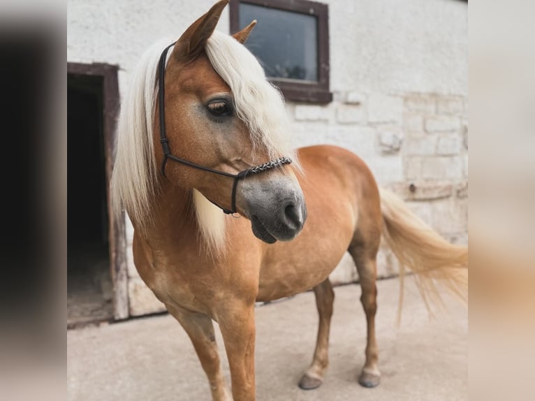 Edelbluthaflinger Giumenta 12 Anni 150 cm Sauro in Ronshausen