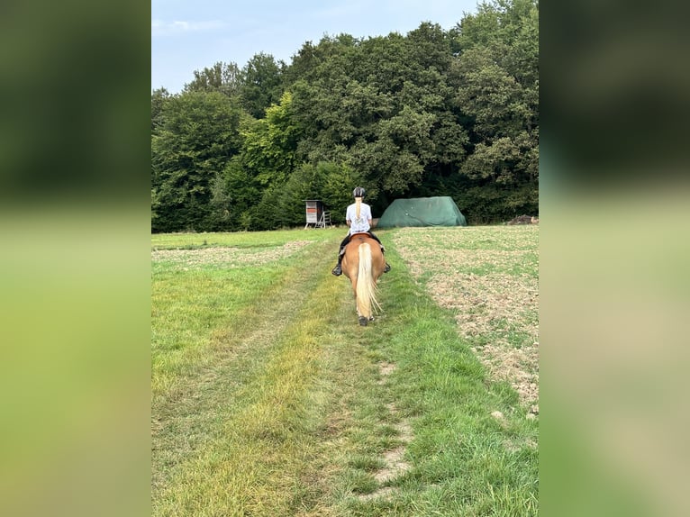 Edelbluthaflinger Giumenta 12 Anni 150 cm Sauro in Ronshausen