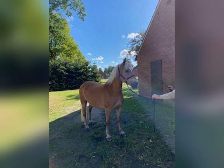 Edelbluthaflinger Giumenta 13 Anni 147 cm Sauro in Neuenkirchen-Vörden