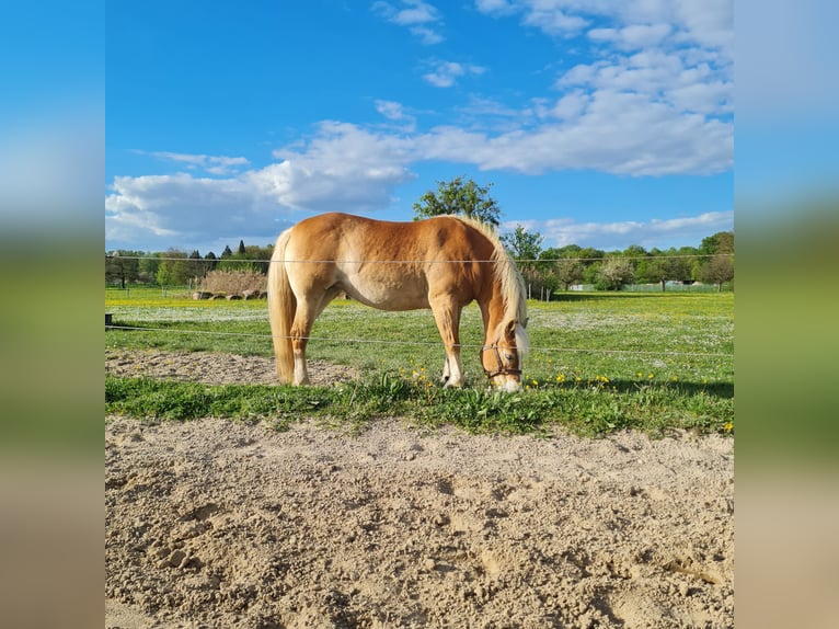 Edelbluthaflinger Giumenta 13 Anni 150 cm Sauro in Rheinstetten