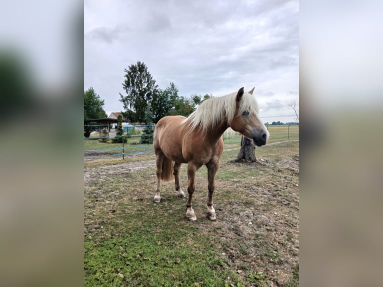 Edelbluthaflinger Giumenta 13 Anni  in Doberlug-Kirchhain