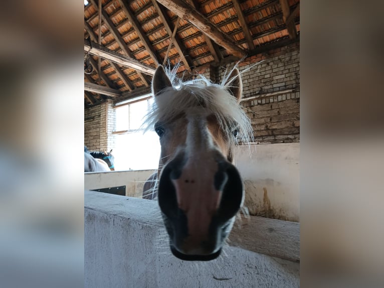 Edelbluthaflinger Giumenta 13 Anni  in Doberlug-Kirchhain