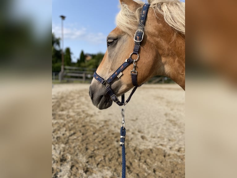 Edelbluthaflinger Giumenta 14 Anni 159 cm Baio chiaro in Straßwalchen