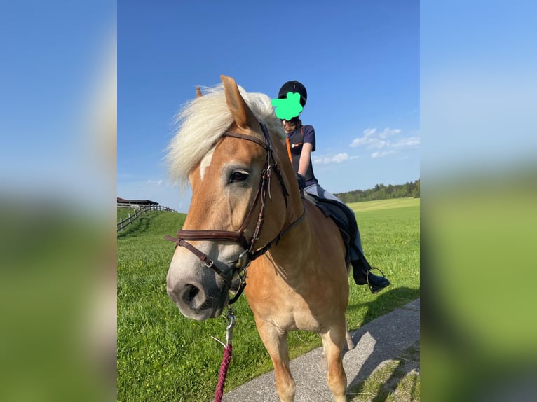 Edelbluthaflinger Giumenta 14 Anni 159 cm Baio chiaro in Straßwalchen